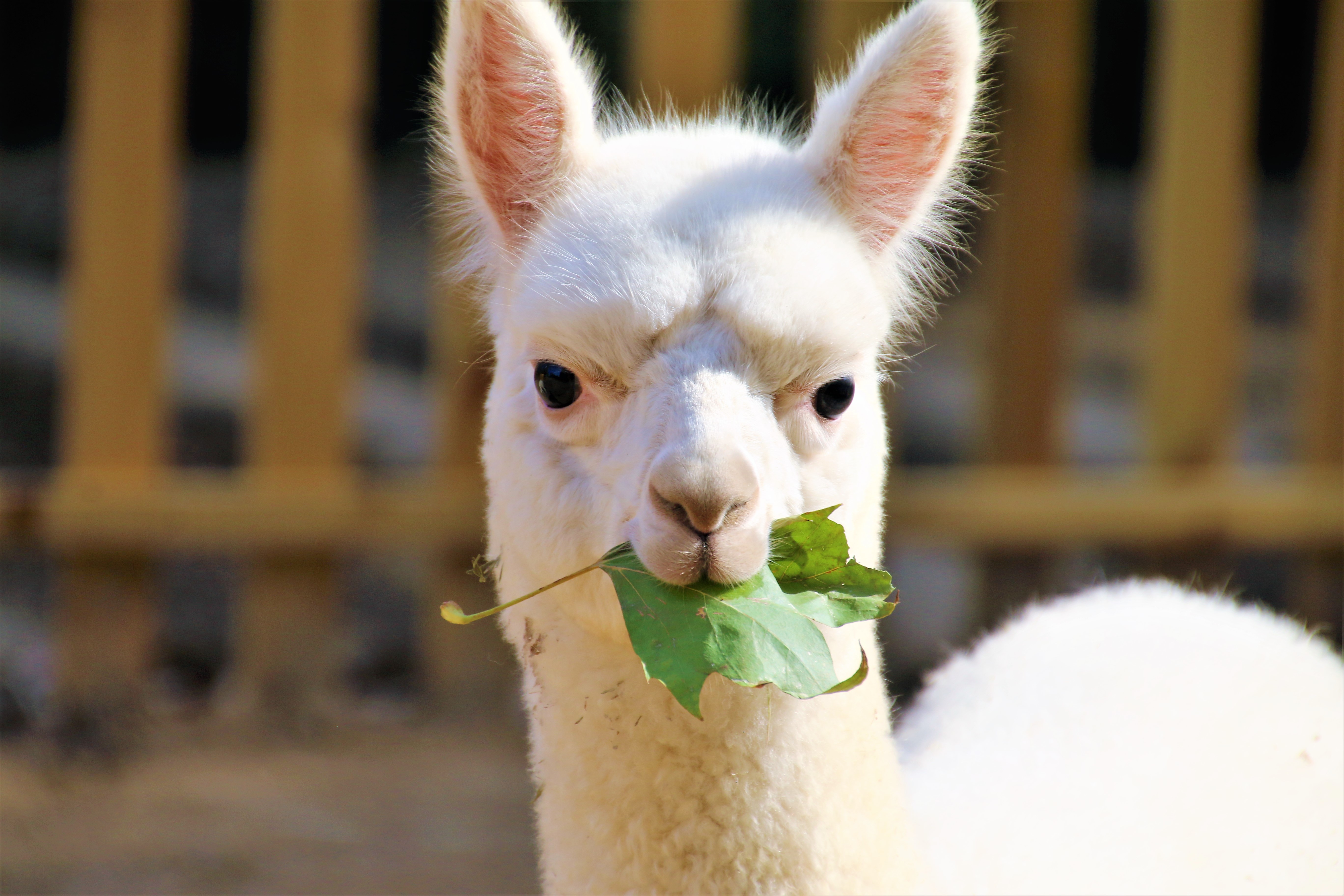 羊驼优雅的吃着孩子们投喂的食物;孔雀兴奋的开屏展示;小兔子是个小吃