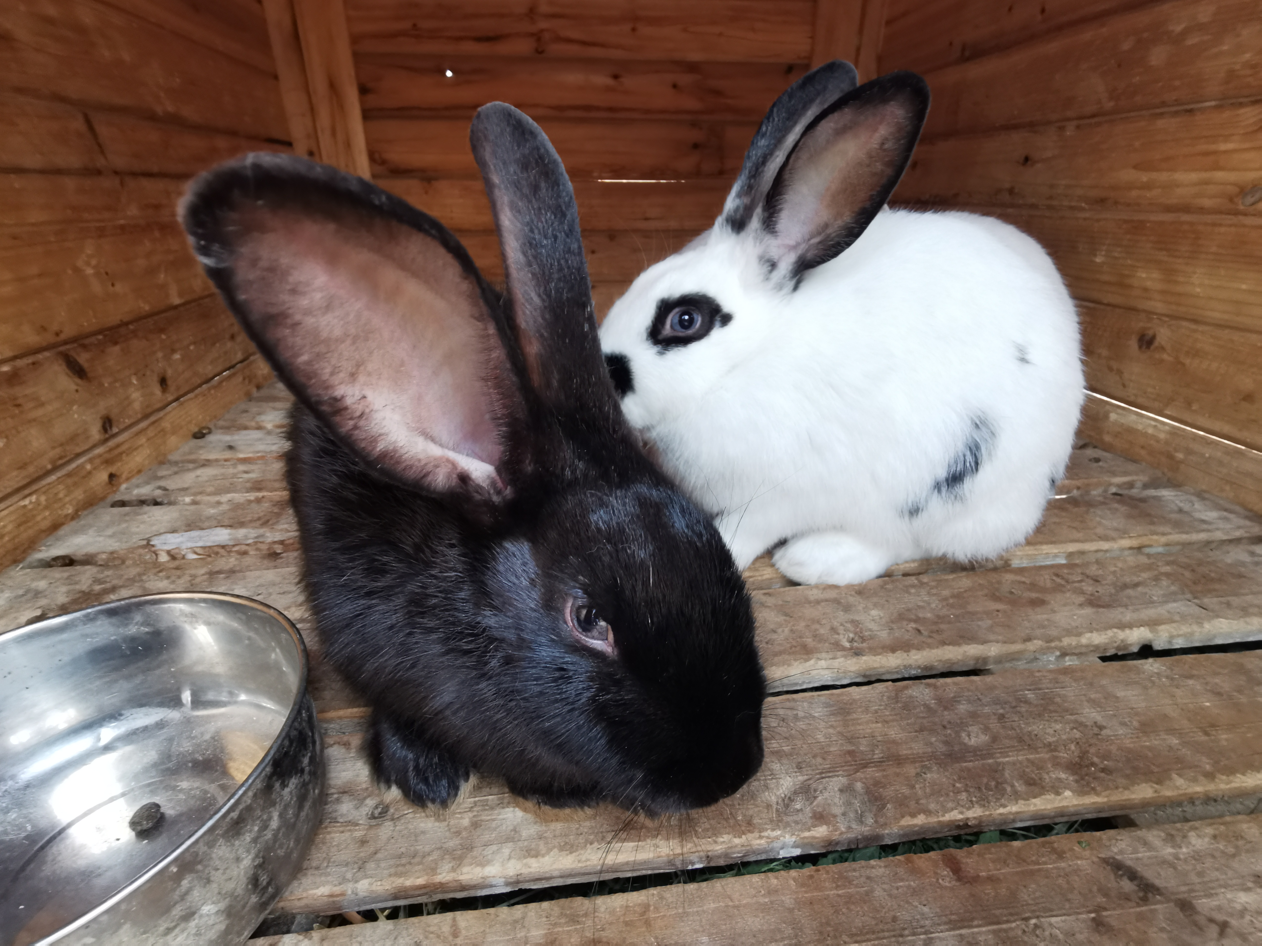 羊驼优雅的吃着孩子们投喂的食物;孔雀兴奋的开屏展示;小兔子是个小吃